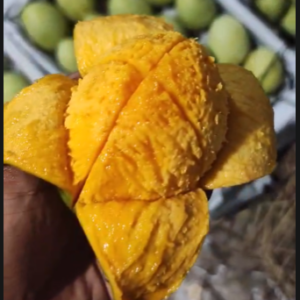 ৬ কেজি বিখ্যাত চাঁপাইনবাবগঞ্জের গৌড়মতি আম