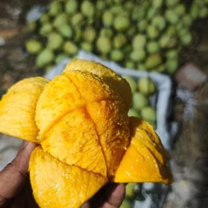 ১০ কেজি বিখ্যাত চাঁপাইনবাবগঞ্জের গৌড়মতি আম